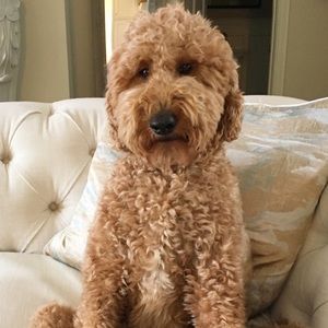 Meet your Posher, Tammie